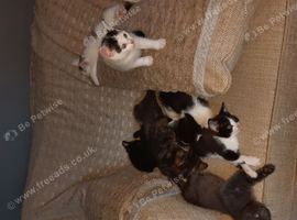 Kittens for sale for forever home