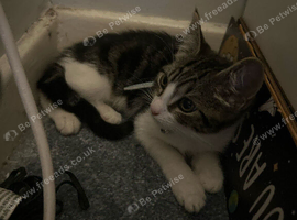 kitten for sale
