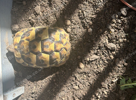 Hermann Tortoise