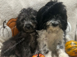 Beautiful Cockerpoo cross puppies