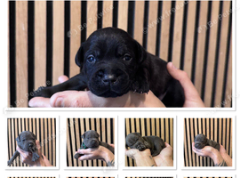 KC Staffordshire bull terriers puppies