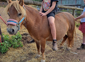 6yo shetland mare