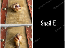 2 baby giant African land snails