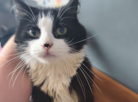 Black and white female called Ozzy