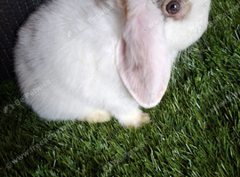 Mini lop babies