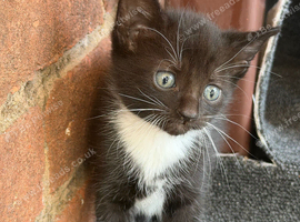 Siamese Cross Kittens Looking for Loving Homes