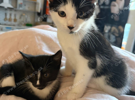 Beautiful kittens for sale - ready now