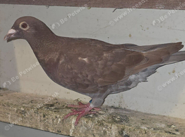 Reccessive red choc melueman 2026 rpra 3rd