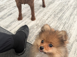 Pure Pomeranian