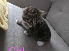2 Adorable kittens looking for forever home