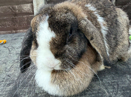 Here I have a female lop