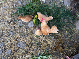 Buff sebright chickens for sale