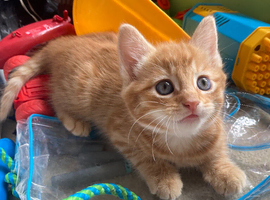 Kittens maine coon x