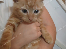 2 kittens needing forever homes