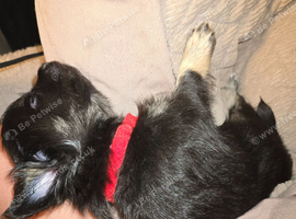 Long haired chihuahua