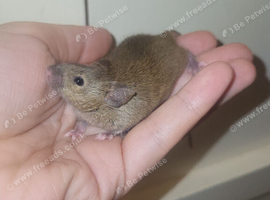 Two baby male mice for new homes