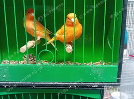 Redfactor Cock birds