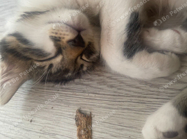 cutie pies for sale