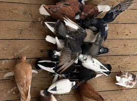 Tumbler pigeons