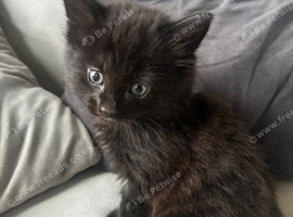 Kittens for sale