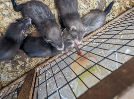 Ferrets for sale