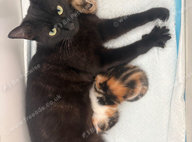 Beautiful baby kittens