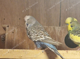 Female budgies for sale