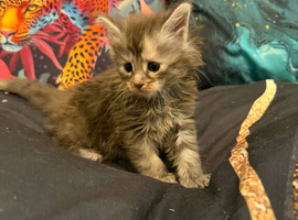 Main coon kittens
