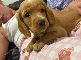 Stunning cocker spaniel puppies