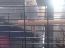 budgie and set ups