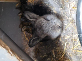 12 babies 6 weeks till ready to leave