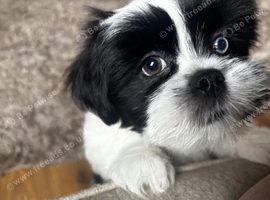Beautiful Female Lhasa Apso Looking for a Loving New Home