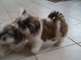 Shih tzu boy and Shih tzu girl