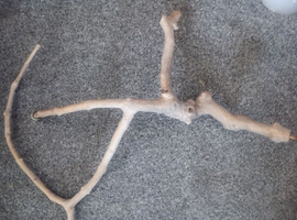 TWO TREATED SMOOTH BARK FREE BRANCHES WITH  SECURE WINGNUT FIXTURE PERFECT FOR REPTILES/BIRDS