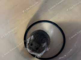 Campbell Hamster