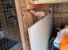 Meulemans