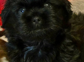 Lhasa apso/shih tzu