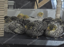 FREE Male button quails