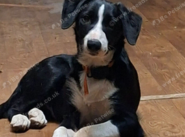 Male Border Collie for sale