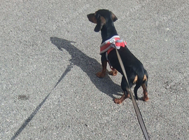 dachshund girl