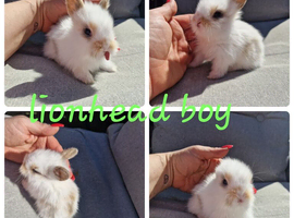 Lionhead babies ready for reserve