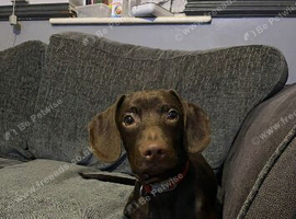 MALE DOCKER. Dachshund, cocker spaniel mixed.