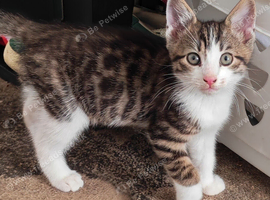 Chunky 10 week old Kitten