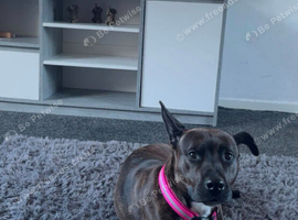 Staffy cross whippet