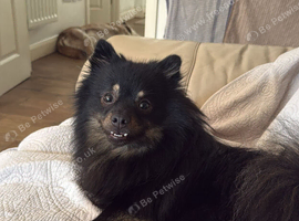 Fox face Pomeranian to rehome