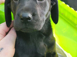 Kc labrador beautiful boy