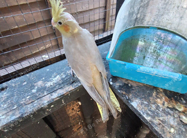 Cockactiel
