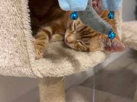 7 month old Simba