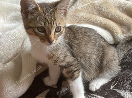 Energetic domestic kitten ( WILLING TO TAKE OFFERS )