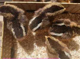 Female Olive Egger Chicks Mint Choc Chip Bellecross Belles